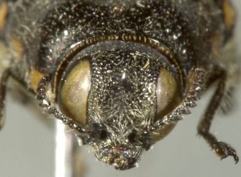Media type: image;   Entomology 2733 Aspect: head frontal view